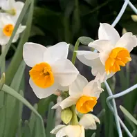 日本水仙良い香りです。「2025庭の花」のアルバム-みんなの趣味の園芸