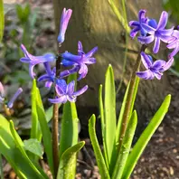 ローマンヒヤシンス 青紫色「2025年我が家の花たち色々」のアルバム