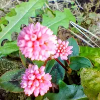 秋の暮キカラスウリ🧡青空に木烏瓜美「ガーデニング2025」の