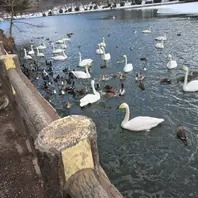 鳥インフル騒ぎで最近は餌やり禁止令が「高松の池＆白鳥」の
