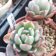 アエオニウムメデューサをカットして挿「多肉植物2025」のアルバム