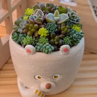 多肉植物の寄せ植え。ちまちま寄せし「GardenStory☆〜7」の