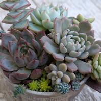多肉植物の寄せ植えエケベリア、セダムGardenStory☆〜7｜アルバム