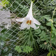 ルリマツリ　ブルペンバコ カーペンター】 ブルーチェイサー 84/25 R-パワーマックス