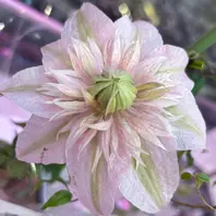 咲良の妖精🧚魅力的なクレマチス「2025春☘️」のアルバム-みんなの