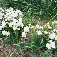 チロルパン「春のつるしかざり」「水仙」 畑の水仙・ガリルが満開です。3月27「2025年 春の花 （3月