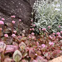 ポリゴナム🌸「2025記録 1月〜6月🌷」のアルバム-みんなの趣味