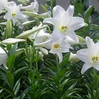 2025.6.9 鉄砲百合・ひのもと「R7春～冬の花」のアルバム-みんなの趣味