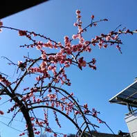 庭の枝垂れ梅、庭に植えて20年最初は梅「ある日の小さな庭」の
