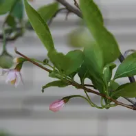 ステビアの小さな蕾。「蕾」のアルバム-みんなの趣味の園芸129597