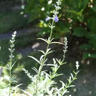 ステビアの小さな蕾。「蕾」のアルバム-みんなの趣味の園芸129597