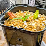 ネペンテス アリストロキオイデス×ディ「壺天国」のアルバム