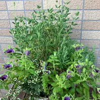 ペチュニア Masakiを使った寄せ植えの「'25寄せ植え」の