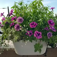 ペチュニア Masakiを使った寄せ植えの「'25寄せ植え」の