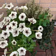 ペチュニア Masakiを使った寄せ植えの「'25寄せ植え」の