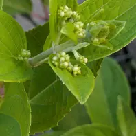 ピラミッドアジサイ花芽が大きくなって「2025〜宿根草（樹木）の