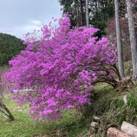 まだ数本です ここからが楽しみ数百本「山に植えたみやまツツジ」の