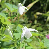ミヤマオダマキ白花。オダマキは実生で「2025年の山野草」の