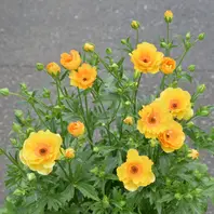 ラナンキュラスラックスディオネ「2025年ラックス」のアルバム