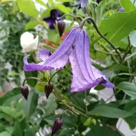 新枝咲きクレマチス エリオステモン。「2025年 4〜6月 我が家の子