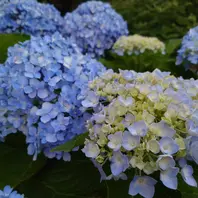 紫陽花 maxresdefault.jpg