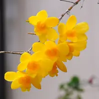 2025/5/19姫竹葉セッコクの花「2025年4月からの記録」のアルバム