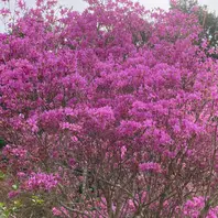 今年最後のツツジ🌺の花「満開のミヤマツツジ」のアルバム-みんなの