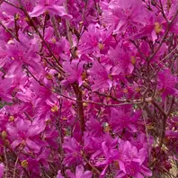 ツツジ🌺「満開のミヤマツツジ」のアルバム-みんなの趣味の園芸2419641