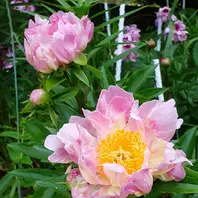 アメリカシャクヤクピンクスプライザー「バラと色んな花と果樹と