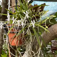 ピラミッドアジサイ「我が家の花たち（2025年）」のアルバム-みんなの