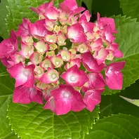 じゃれねこ『2月☆38 紫陽花×赤紫系』 あじさい 赤系の紫陽花が欲しくて「我が家の花たち（2025年