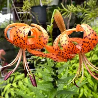 ピラミッドアジサイ「我が家の花たち（2025年）」のアルバム-みんなの