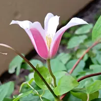 パティオクレマチス、フィリグリー🌸コ「ベランダの花🌸✨️」の