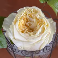 薔薇○コメント下さい バラ苗 鉢植え6寸 2025 マイ ローズ My Rose 四季咲き 国産