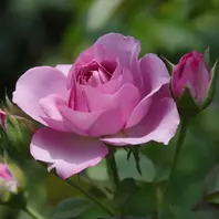 海外並行輸入正規品 シュリンクス「2025年の薔薇」のアルバム-みんなの趣味の 絵画
