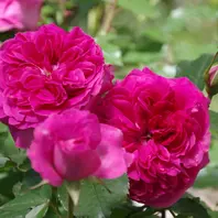 フレーズ「2025年の薔薇」のアルバム-みんなの趣味の園芸2445265