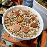 リトープス♬2026.8.18こ中一つ、干「多肉植物」のアルバム