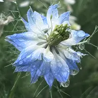 にげらページ 楽天市場】ニゲラの通販