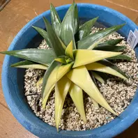 硬葉系ハオルチア/瑞鶴錦「ハオルチア」のアルバム-みんなの趣味の園芸