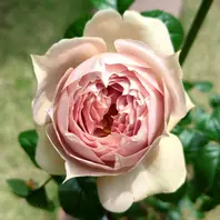 ルクソール 新苗一輪だけ咲かせて…「2025 薔薇」のアルバム-みんなの