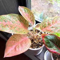 アグラオネマのオレンジスターダストで「観葉植物」のアルバム