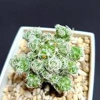 サボテン「白檀」オレンジ色の花が春に「2025〜多肉植物たちと