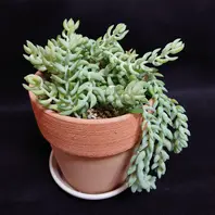 サボテン「白檀」オレンジ色の花が春に「2025〜多肉植物たちと