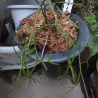 ヒモランです「着生植物」のアルバム-みんなの趣味の園芸2469785