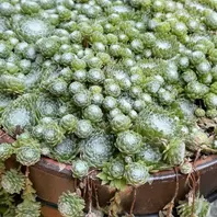 Top【選抜株】多肉植物　16360蜘蛛巣巻絹　35個　鉢無し/脱土 巻絹（別名 蜘蛛の巣万代草）貧相にな「森の中の庭にて 2025年7月