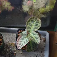 アルディシアsp.“ライトセーバー”初便「ちょっと変わった観葉植物