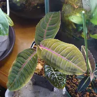 アルディシアsp.“ライトセーバー”初便「ちょっと変わった観葉植物