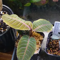 アルディシアsp.“ライトセーバー”初便「ちょっと変わった観葉植物