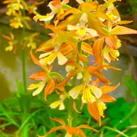 エビネ（夏咲き）の写真-みんなの趣味の園芸2642266