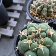 やっと蕾さんが色づいてきました🌵「さぼてんサン」のアルバム